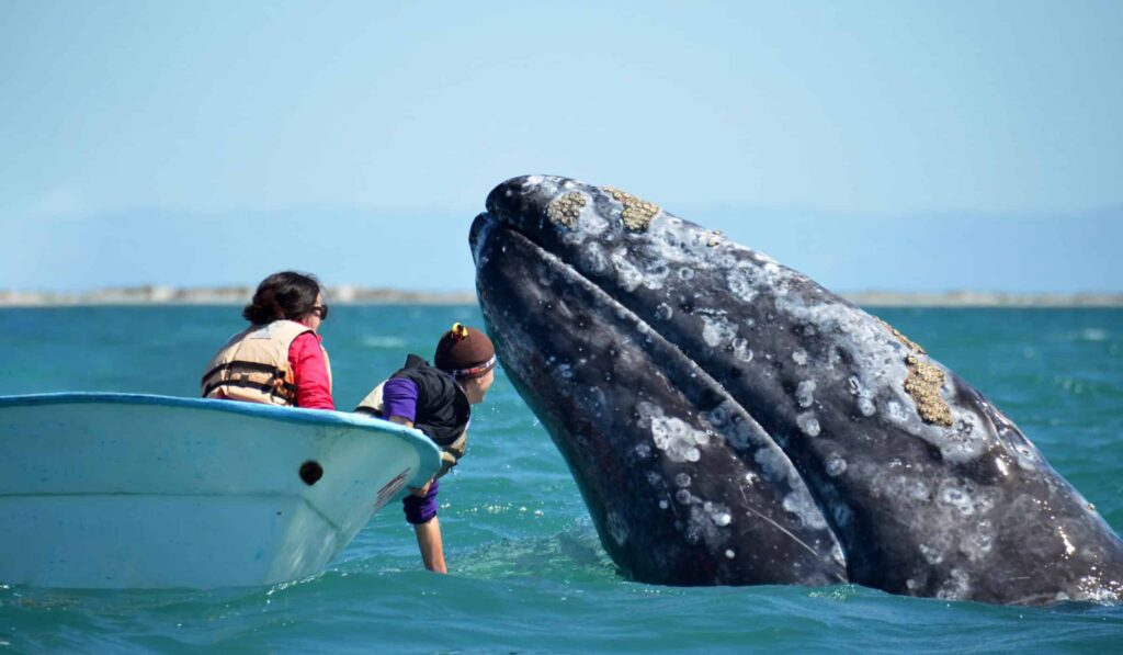 Gray whale breach at San Ignacio