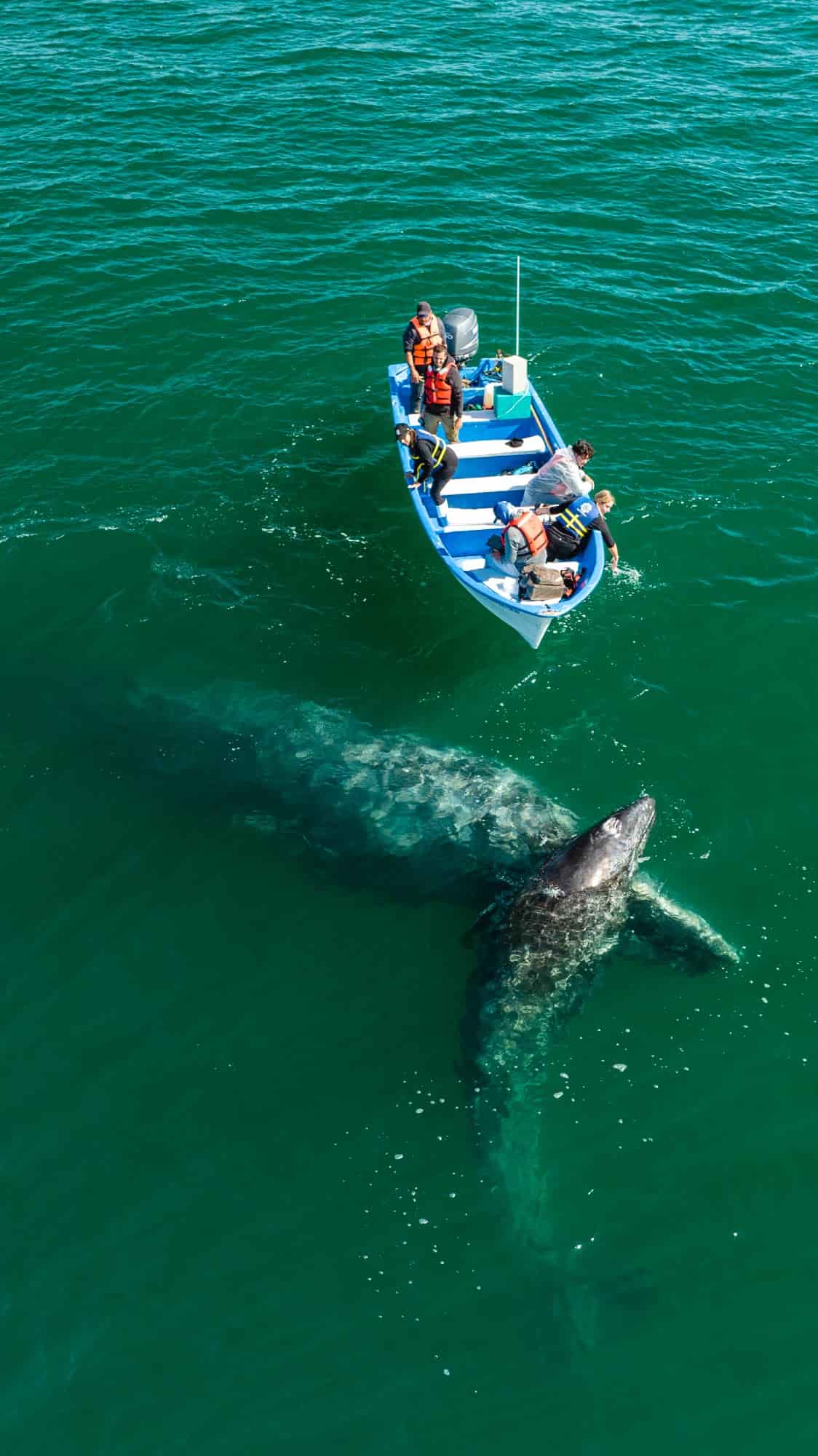 Gray Whales at Baja California's San Ignacio lagoon