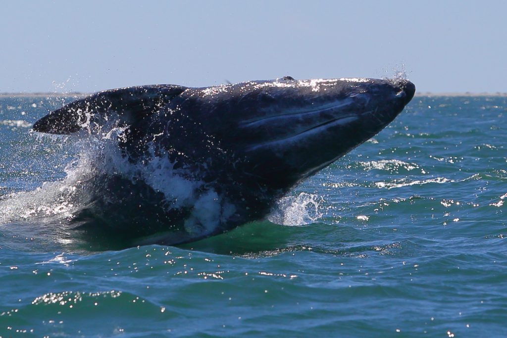 Gray Whales in Baja Mexico