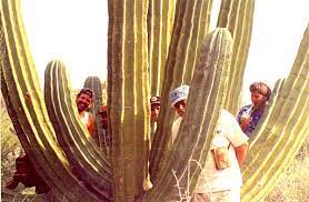 Baja Historical Photo - Cacti