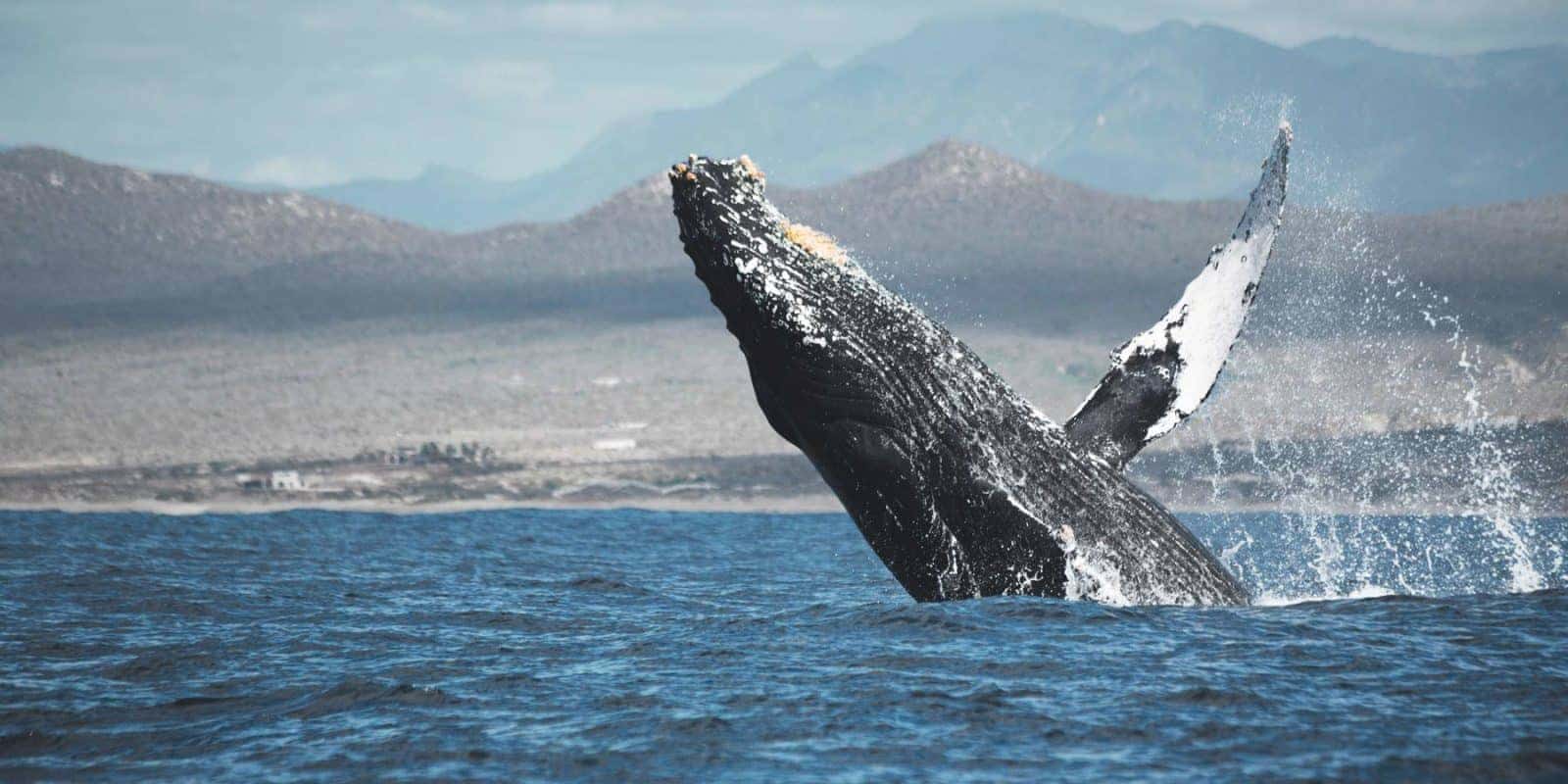 Cabo whale watching