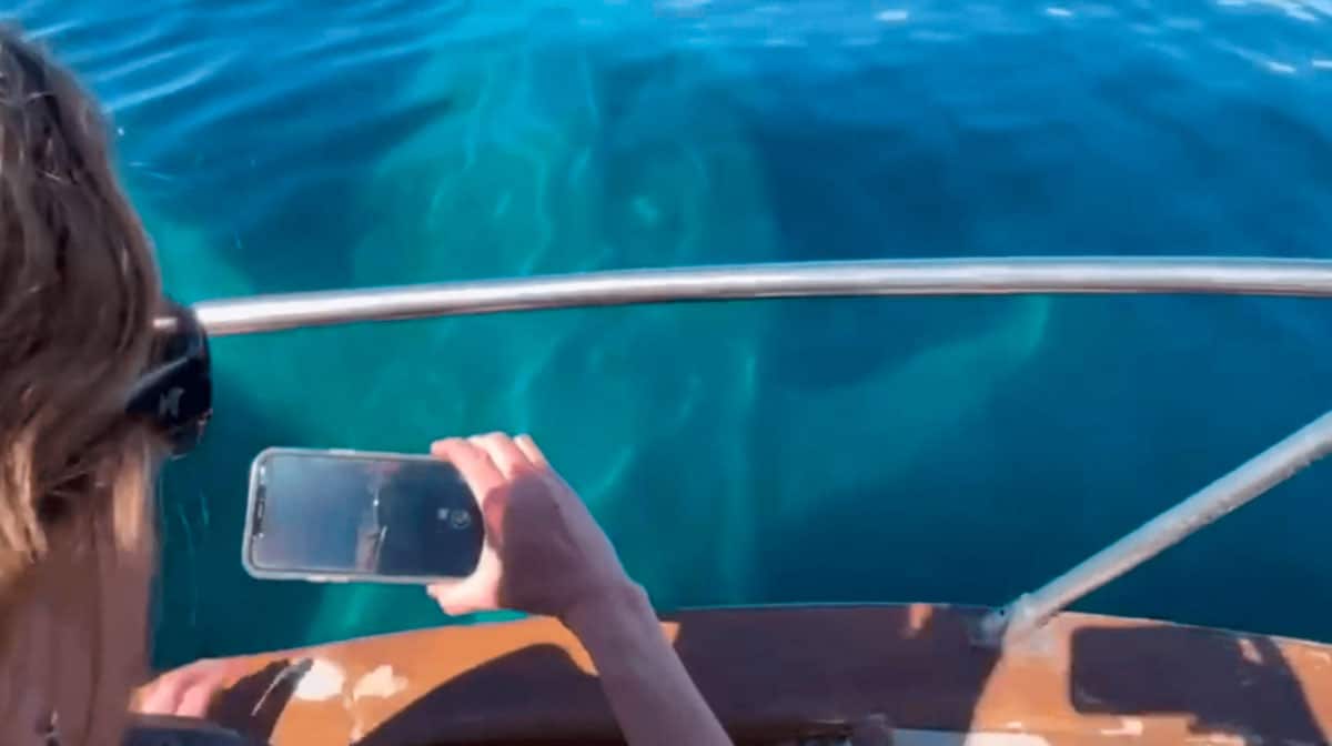 Blue whales - Balaenoptera musculus