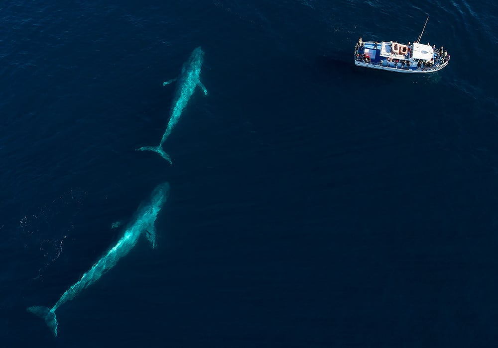 Loreto, Blue Whales