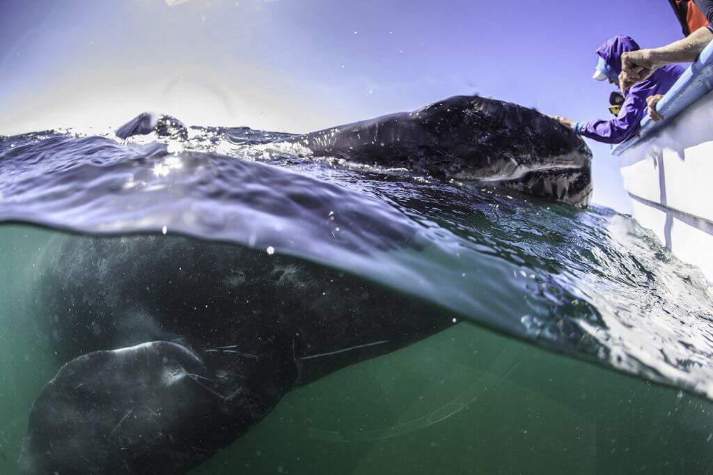 petting a gray whale