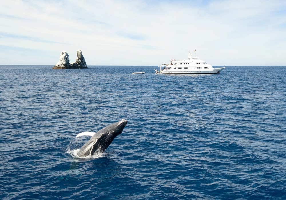 Socorro, Humpback Whale - © Adil Schindler