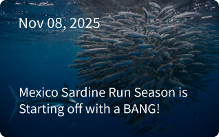 Magdalena Bay Newsletter