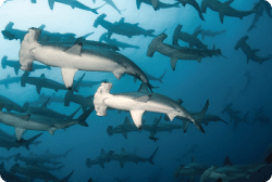 Cocos Island costa Rica