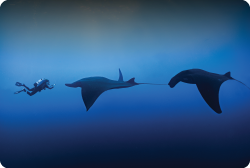 Socorro Island Liveboard adventure