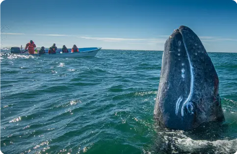 Extended stay at Laguna San Ignacio, Baja